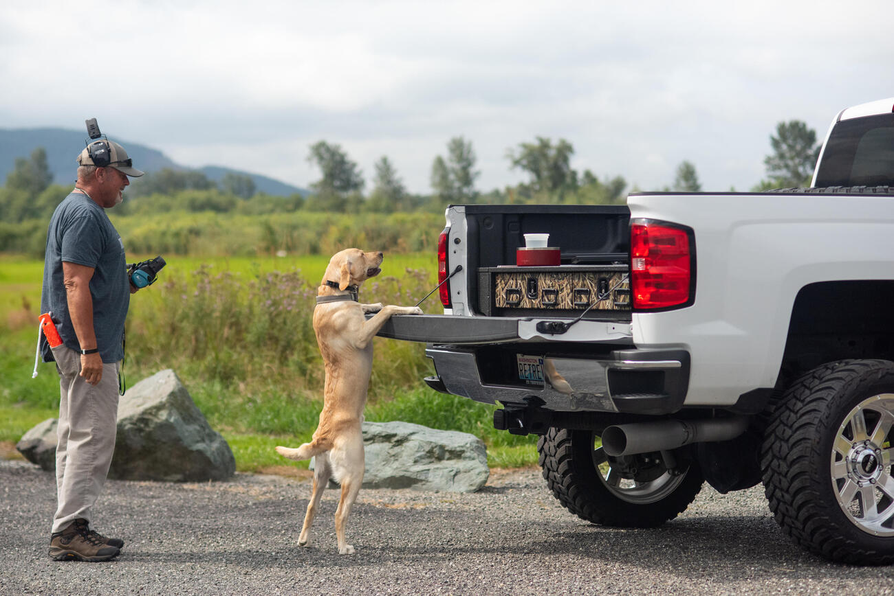 Dog trying to get into the bed of a pickup.